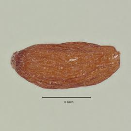  Seed:   Triantha occidentalis ; Photo by A. Gottlieb, USDA APHIS PPQ ITP, imageID.idtools.org